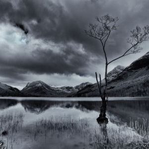 Grasmere Tree